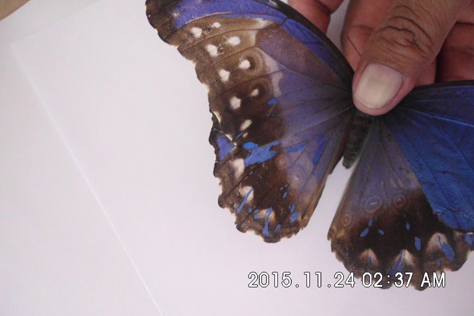 Morpho didius (gynandromorph, unmounted) 4 (Internet Image property of respective owner, non-commercial use only)